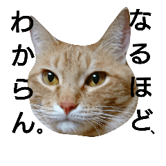 [LINEスタンプ] 初めまして、猫の「とらださん」です。