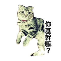 [LINEスタンプ] LaLabao is a cat