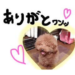 [LINEスタンプ] あぼ家の賑やかトイプーたち日常編Part2