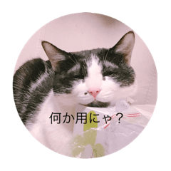 [LINEスタンプ] 我が家のニャンコちゃんたちです。