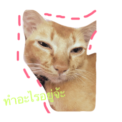 [LINEスタンプ] l Meow