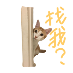 [LINEスタンプ] Miso the cat