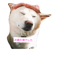 [LINEスタンプ] 白柴犬オラくん