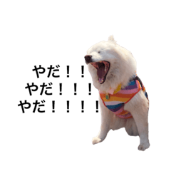 [LINEスタンプ] サモエドのハナちゃんとパフくん。