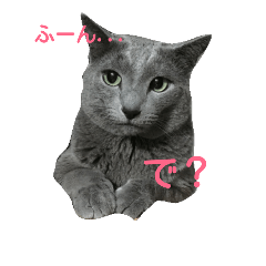 [LINEスタンプ] russianblue.