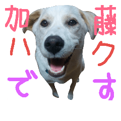 [LINEスタンプ] 保護犬 ハクの幸せな毎日