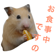 [LINEスタンプ] キンクマハムスターのきんちゃん