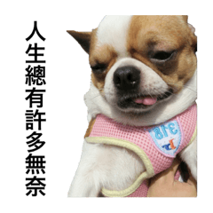 [LINEスタンプ] four dogs life