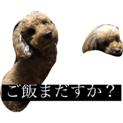 [LINEスタンプ] しゅーとだぜ