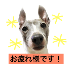 [LINEスタンプ] イタグレろはちゃん2