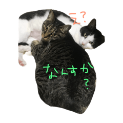 [LINEスタンプ] ノアとココ