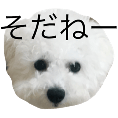 [LINEスタンプ] bichon frise LEON4