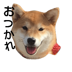 [LINEスタンプ] SHIBA KOMA