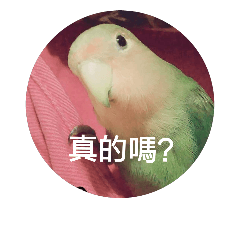 [LINEスタンプ] Bao Bao Mei - Baby Parrot's Daily Life