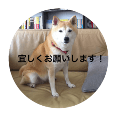 [LINEスタンプ] 芝犬