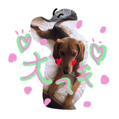 [LINEスタンプ] My home dog potato