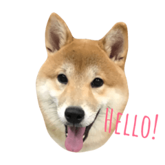 [LINEスタンプ] shiba hello