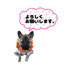 [LINEスタンプ] 我が家のユキくん