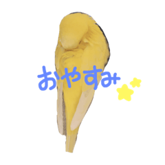 [LINEスタンプ] セキセイインコのぷーちゃん