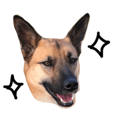 [LINEスタンプ] シェパード ミックス犬 雑種 スパイク 2の画像（メイン）
