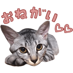 [LINEスタンプ] ねこのイチイガシ♀1