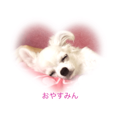 [LINEスタンプ] 朝から可愛い愛犬