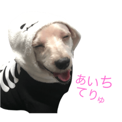 [LINEスタンプ] なつ（犬）のおもしろスタンプ！