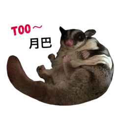 [LINEスタンプ] Sugarglider IN MY LIFE