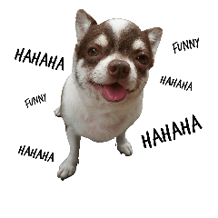 [LINEスタンプ] Mheenoi the Funny Dog: ver.1