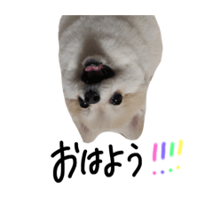 [LINEスタンプ] ココアぽめの日常会話