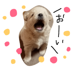 [LINEスタンプ] 犬ちゃんたち