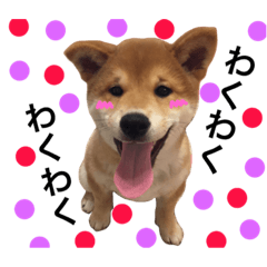 [LINEスタンプ] シバわんダフル (前向き編)