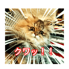 [LINEスタンプ] 飼い猫たぬきち