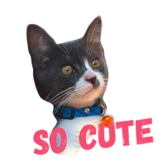 [LINEスタンプ] hello cute cat