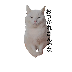 [LINEスタンプ] kansaiben-funny cat"konatsu"