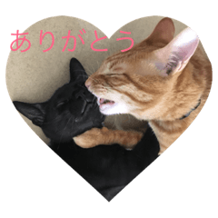 [LINEスタンプ] 茶トラと黒猫(ウィル君ノア君)