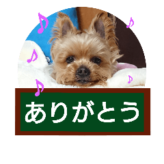 [LINEスタンプ] わんこで笑顔