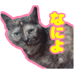 [LINEスタンプ] サビ猫みゅうちゃん