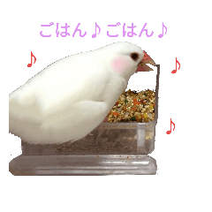 [LINEスタンプ] 白文鳥の文左衛門