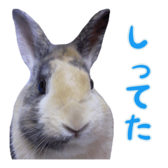 [LINEスタンプ] ウサギのウサ田さん