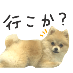 [LINEスタンプ] きなこ家族用❁︎