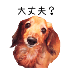 [LINEスタンプ] ルーク隊長と愉快な仲間