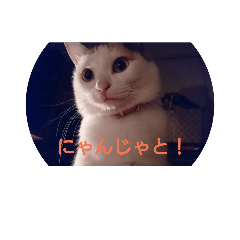 [LINEスタンプ] みけちび