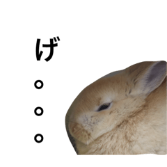 [LINEスタンプ] うさぎのキモチ 【癒】