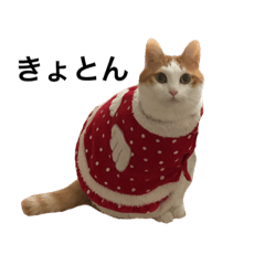 [LINEスタンプ] らむねこすたんぷ