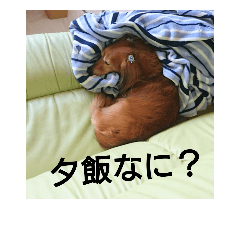 [LINEスタンプ] cute mini dog