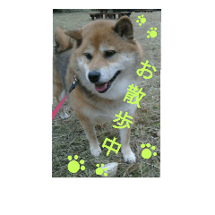 [LINEスタンプ] Shibainu-3bakacan