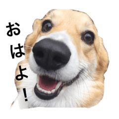 [LINEスタンプ] コーギー犬の「ウィル」