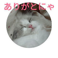 [LINEスタンプ] ラグにゃんいっぱいスタンプ