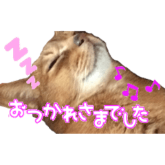 [LINEスタンプ] 猫のデータくん